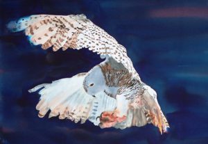 "Snowy Owl, Nisqually Delta 2012"
Original Watercolor by Cheryl R. Long
Courtesy http://www.cherylrlong.com/