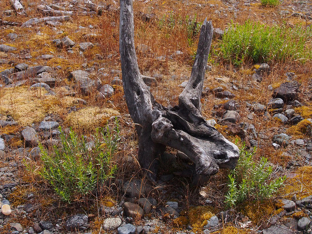 In the Southwest desert, this would be an actual set of Georgia O'Keeffe antelope horns. On the Chetco River, it's driftwood.