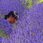 Beautiful Stranger in the lavender fields