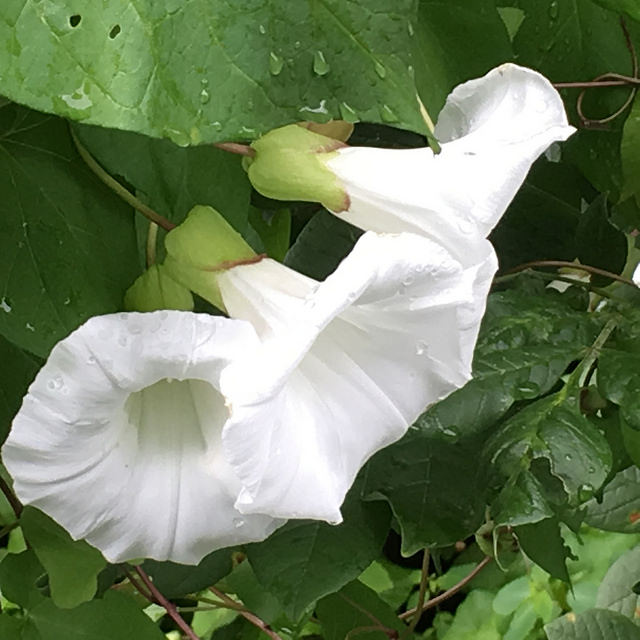 Morning Glory on a rainy July afternoon.