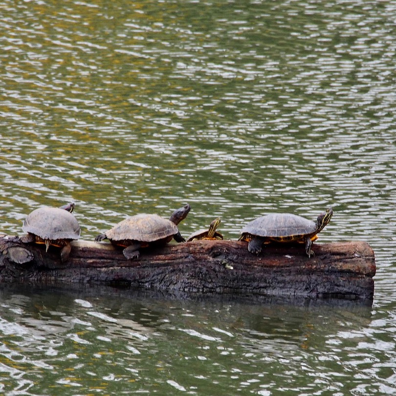 Turtles All the Way Down