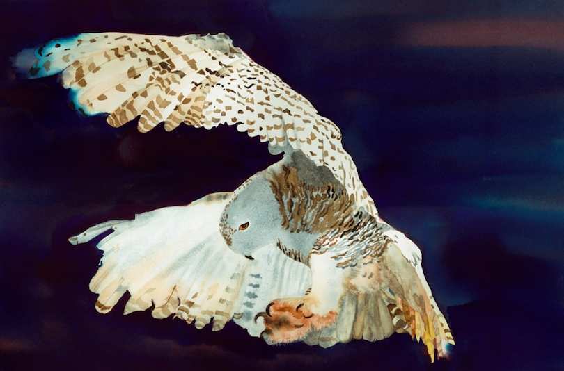 My sister Cheryl Long, became a painter; this is her Snowy Owl.