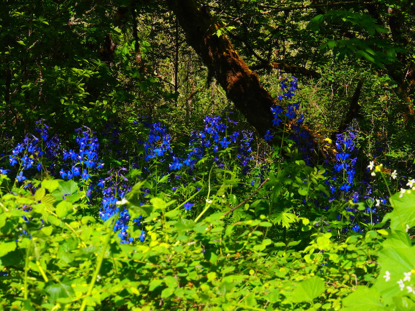 Under the riparian trees of the Mt. Pisgah Arboretum, larkspur grows as high as your waist.