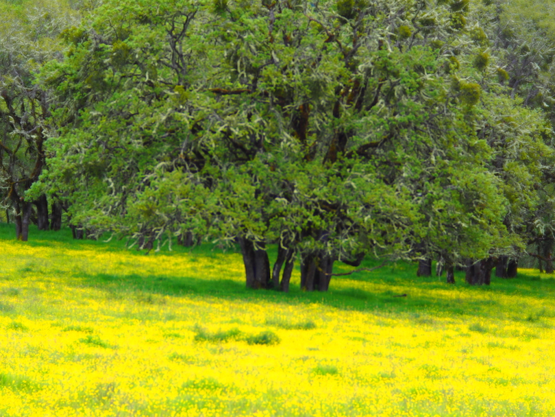 Buttercups spread their butter all the way to the edges of this oak savannah ecosystem with its broad meadows and big Oregon White oaks