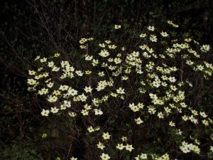 From even a short distance, the dogwood became a galaxy of stars in the night sky of the forest.