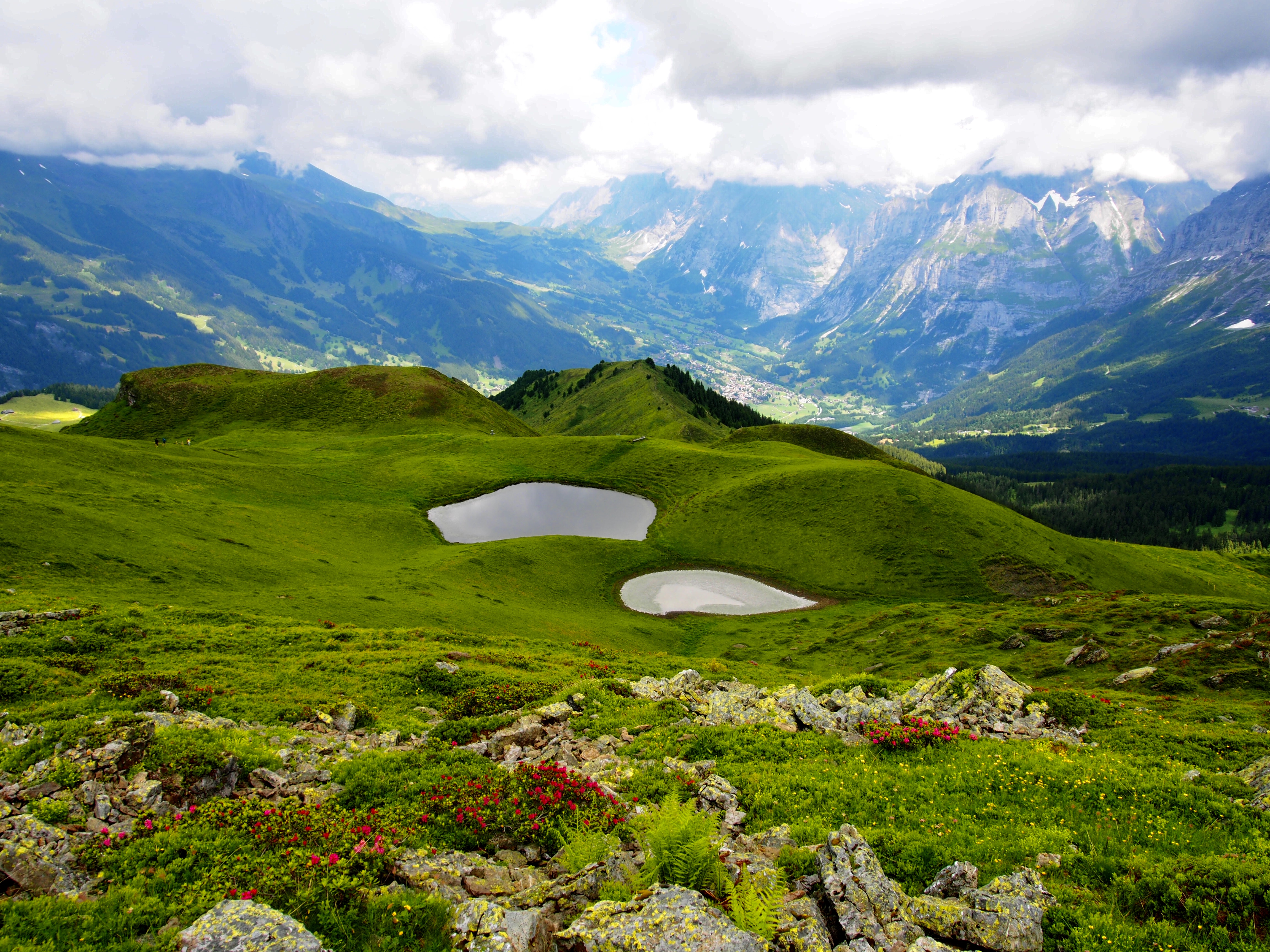 Swiss alps, wildflower meadows
