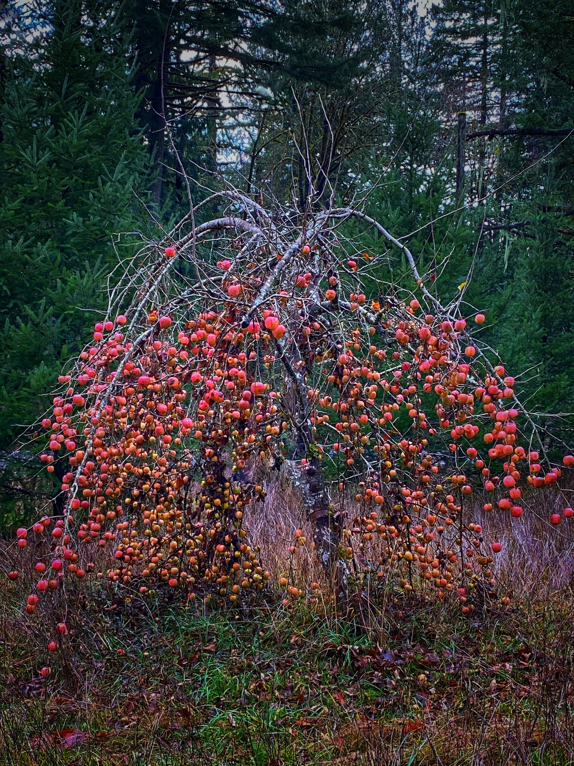 Homestead Apples: Red Delicious