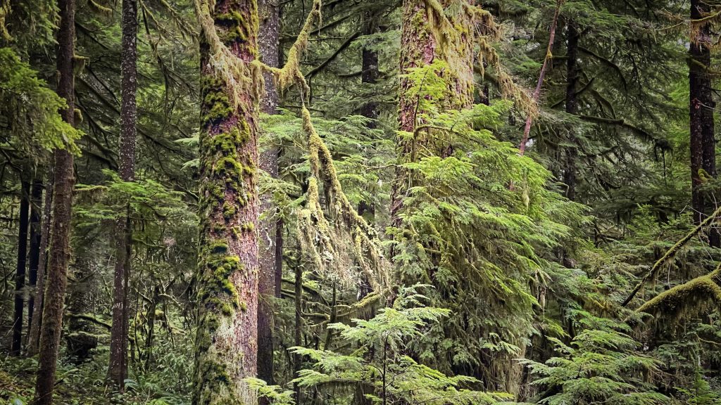 Example of Douglas-fir trees to be protected