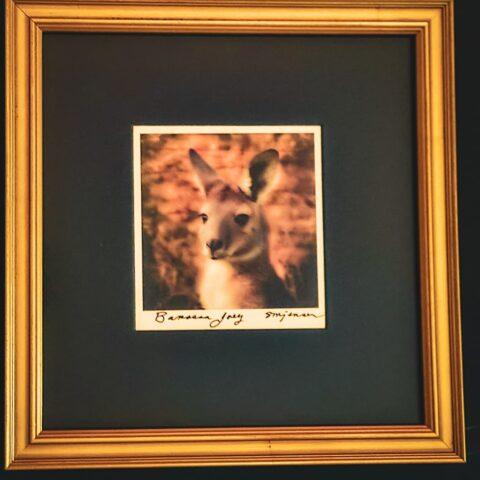 Barossa Joey (Gilded 13.5 x 13.5)