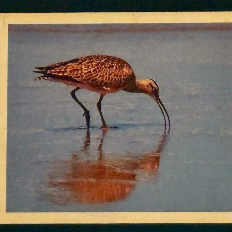 Golden Curlew