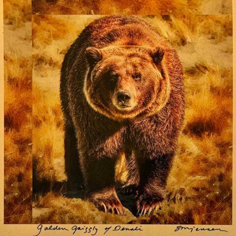 Golden Grizzly of Denali (Gilded 12 x 12)